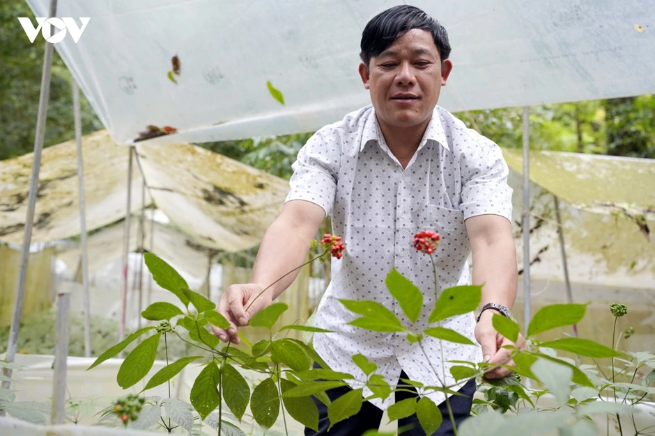 Bí mật khiến cả làng người Xê Đăng thành tỷ phú Bí mật khiến cả làng người Xê Đăng thành tỷ phú