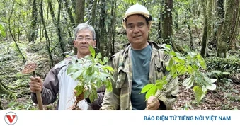 Bí mật khiến cả làng người Xê Đăng thành tỷ phú