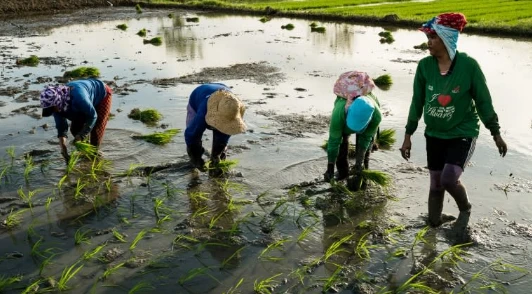 Buồn của quốc gia nhập khẩu gạo lớn nhất thế giới: Sản lượng nội địa sắp giảm mạnh gần 1 nửa, nông dân chịu cú sốc kép Buồn của quốc gia nhập khẩu gạo lớn nhất thế giới: Sản lượng nội địa sắp giảm mạnh gần 1 nửa, nông dân chịu cú sốc kép