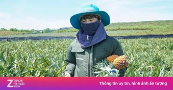 Buốt ruột nhìn ruộng dứa chín la liệt, không ai mua