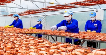 Cà Mau thực hiện ‘5 thông’ trong phát triển doanh nghiệp