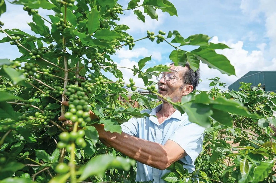 Cà phê khả năng bước vào một chu kỳ tăng giá mới đầy biến động? Cà phê khả năng bước vào một chu kỳ tăng giá mới đầy biến động?