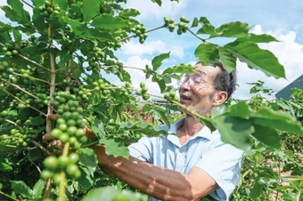 Cà phê khả năng bước vào một chu kỳ tăng giá mới đầy biến động?