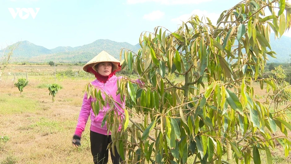 Cách phụ nữ DTTS Đông Giang đổi mới tư duy kinh tế, biến vốn vay thành cơ nghiệp Cách phụ nữ DTTS Đông Giang đổi mới tư duy kinh tế, biến vốn vay thành cơ nghiệp