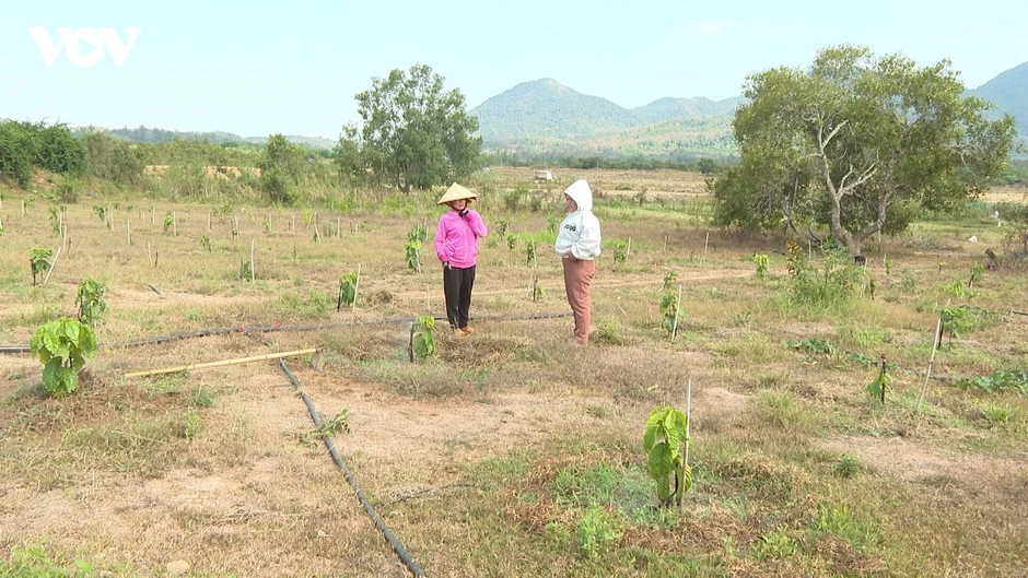 Cách phụ nữ DTTS Đông Giang đổi mới tư duy kinh tế, biến vốn vay thành cơ nghiệp Cách phụ nữ DTTS Đông Giang đổi mới tư duy kinh tế, biến vốn vay thành cơ nghiệp