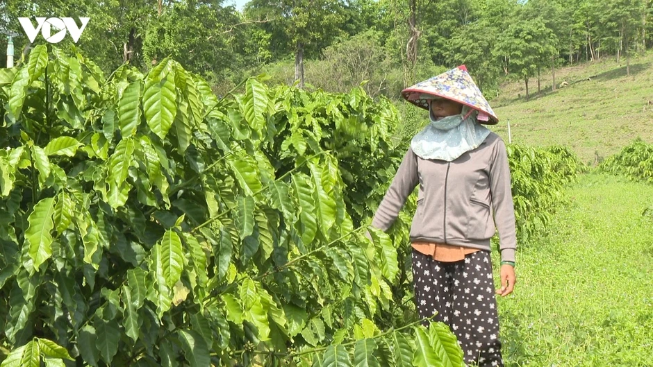 Cách phụ nữ DTTS Đông Giang đổi mới tư duy kinh tế, biến vốn vay thành cơ nghiệp Cách phụ nữ DTTS Đông Giang đổi mới tư duy kinh tế, biến vốn vay thành cơ nghiệp