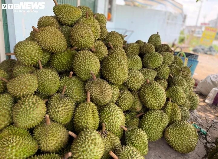 Cadimi: Lỗ hổng kỹ thuật hay hồi chuông cảnh báo với ngành sầu riêng?