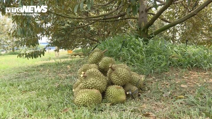 Cadimi: Lỗ hổng kỹ thuật hay hồi chuông cảnh báo với ngành sầu riêng?