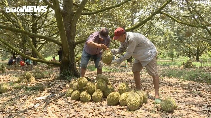 Cadimi: Lỗ hổng kỹ thuật hay hồi chuông cảnh báo với ngành sầu riêng?