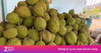 Cadimi: Lỗ hổng kỹ thuật hay hồi chuông cảnh báo với ngành sầu riêng?