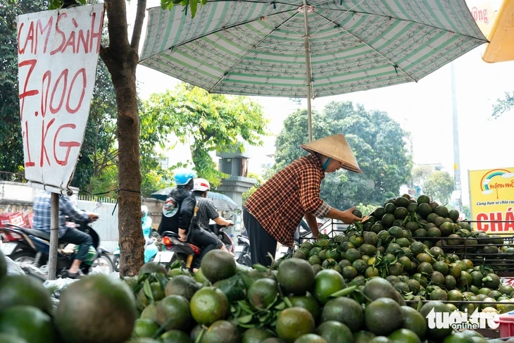 Cam sành, dưa hấu, thanh long, xoài... rớt giá thê thảm, điểm bán đổ thành đống