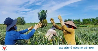 Cây khóm MD2 mở ra hướng phát triển nông nghiệp bền vững cho nông dân Cần Thơ