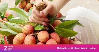 Chưa từng có: 300.000 đồng/kg vải thiều tại vườn