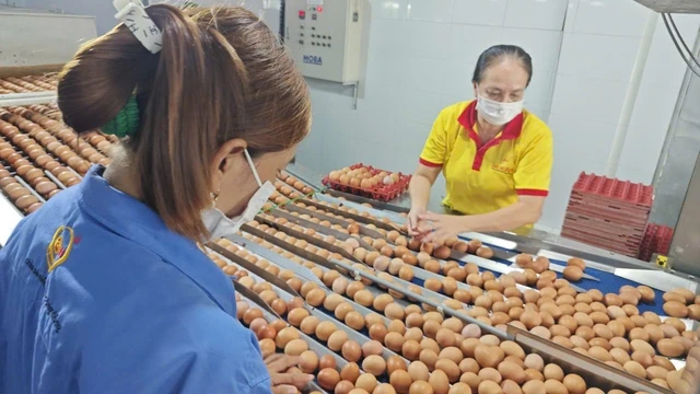 Công ty trứng Ba Huân nợ bảo hiểm xã hội kéo dài, rớt khỏi kệ nhiều siêu thị: Vì đâu nên nỗi? Công ty trứng Ba Huân nợ bảo hiểm xã hội kéo dài, rớt khỏi kệ nhiều siêu thị: Vì đâu nên nỗi?