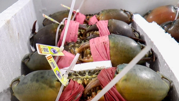 Cua biển Cà Mau tăng hơn 100.000 đồng/kg, chạm mốc 700.000 đồng/kg Cua biển Cà Mau tăng hơn 100.000 đồng/kg, chạm mốc 700.000 đồng/kg