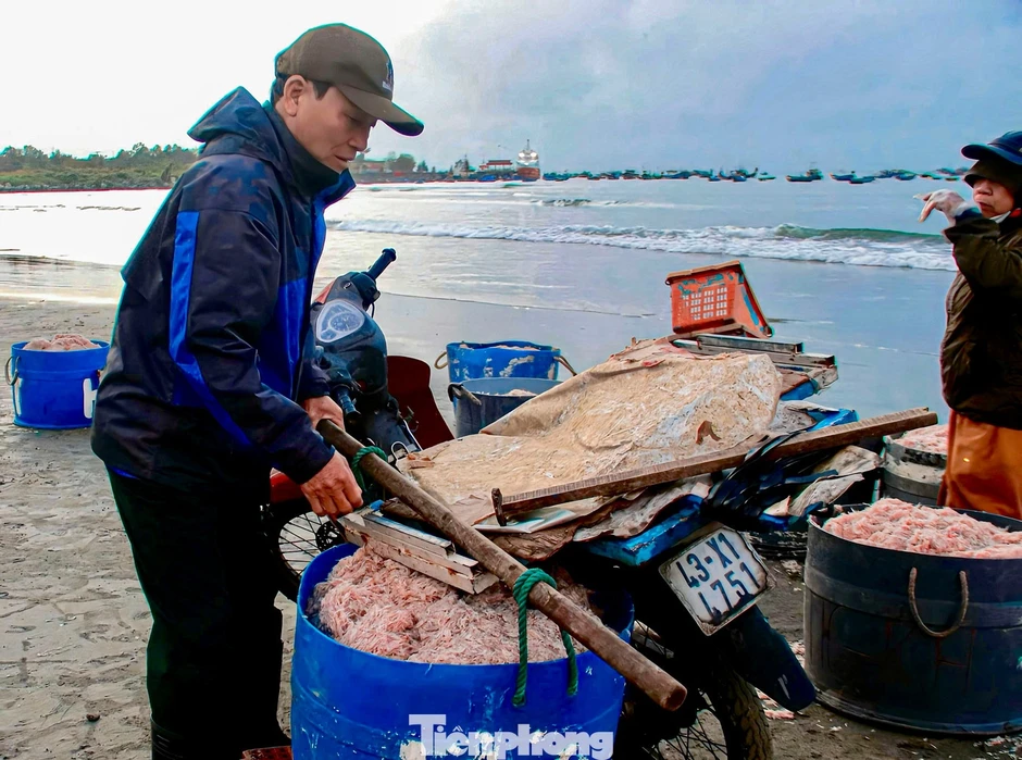 Đà Nẵng: Ruốc biển được mùa mất giá vụ Tết Đà Nẵng: Ruốc biển được mùa mất giá vụ Tết
