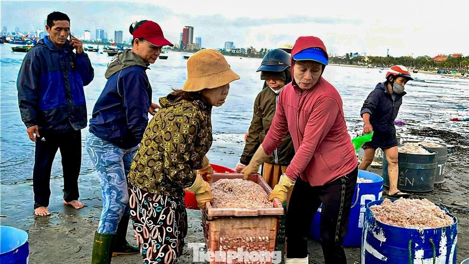 Đà Nẵng: Ruốc biển được mùa mất giá vụ Tết Đà Nẵng: Ruốc biển được mùa mất giá vụ Tết