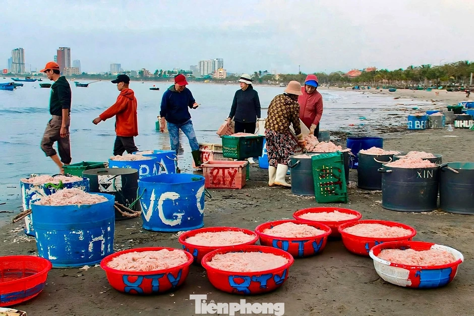 Đà Nẵng: Ruốc biển được mùa mất giá vụ Tết Đà Nẵng: Ruốc biển được mùa mất giá vụ Tết