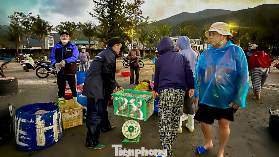 Đà Nẵng: Ruốc biển được mùa mất giá vụ Tết Đà Nẵng: Ruốc biển được mùa mất giá vụ Tết