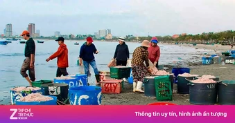 Đà Nẵng: Ruốc biển được mùa mất giá vụ Tết
