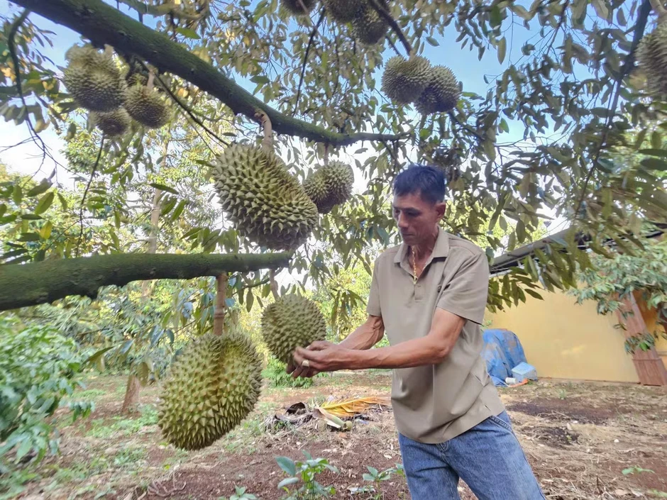 Đấu giá sầu riêng tại vườn: Bất ngờ về loại A