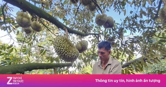 Đấu giá sầu riêng tại vườn: Bất ngờ về loại A