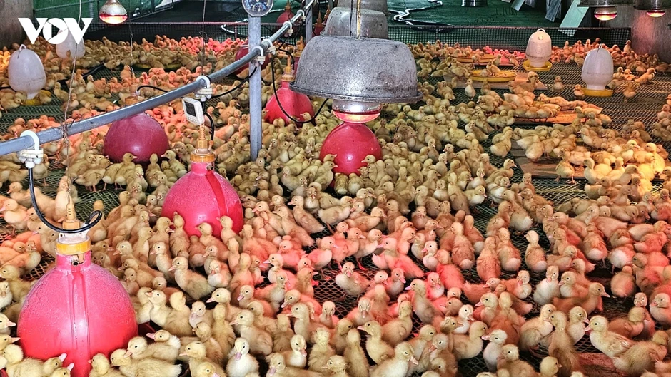 Đẩy mạnh chuyển đổi số, nông dân Hải Phòng đưa nông sản vươn tầm quốc tế Đẩy mạnh chuyển đổi số, nông dân Hải Phòng đưa nông sản vươn tầm quốc tế