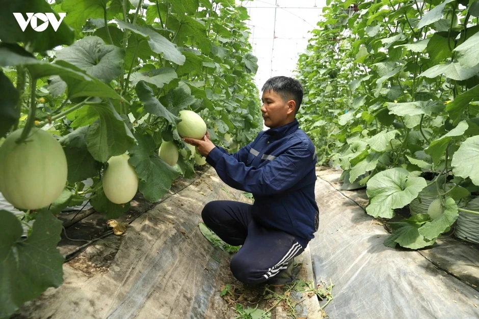 Đẩy mạnh chuyển đổi số, nông dân Hải Phòng đưa nông sản vươn tầm quốc tế Đẩy mạnh chuyển đổi số, nông dân Hải Phòng đưa nông sản vươn tầm quốc tế