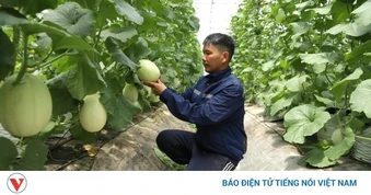 Đẩy mạnh chuyển đổi số, nông dân Hải Phòng đưa nông sản vươn tầm quốc tế