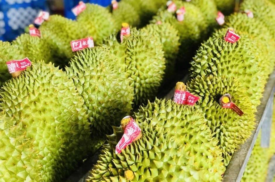 Đối thủ Việt Nam xuất khẩu sầu riêng theo cách chưa từng có: Cho 2 tấn trái cây đi tàu biển tới Trung Quốc, bên trong container có công nghệ đặc biệt Đối thủ Việt Nam xuất khẩu sầu riêng theo cách chưa từng có: Cho 2 tấn trái cây đi tàu biển tới Trung Quốc, bên trong container có công nghệ đặc biệt