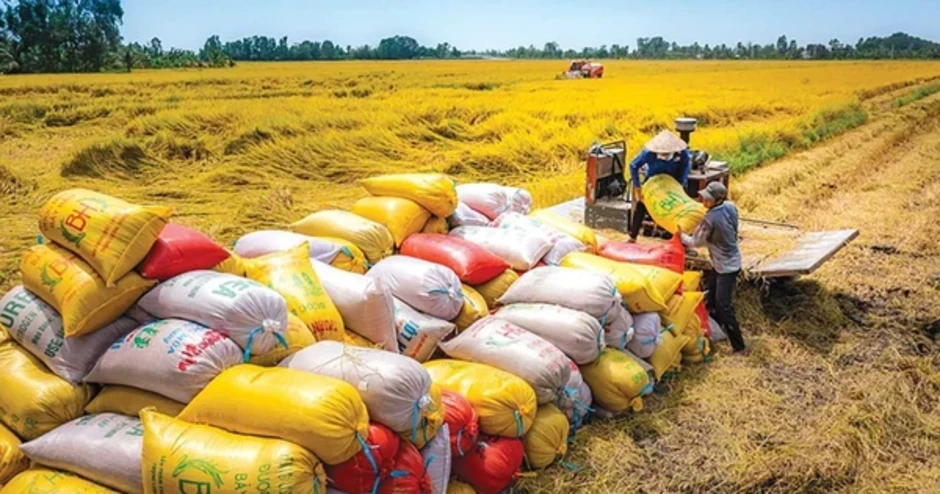Dự báo giá lúa gạo sẽ sớm ổn định