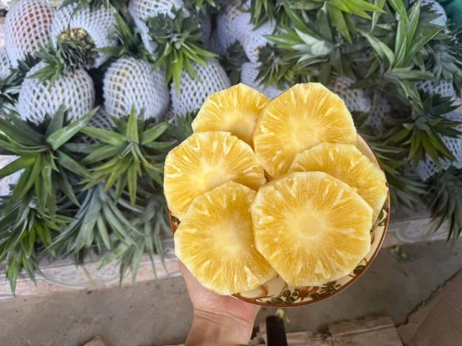 Dứa mật gây 'sốt' trên chợ mạng, giá chỉ vài chục nghìn đồng/kg Dứa mật gây 'sốt' trên chợ mạng, giá chỉ vài chục nghìn đồng/kg