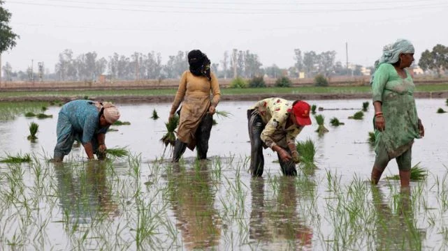Gạo Ấn Độ, Thái Lan, Việt Nam sắp đón sóng gió, ‘thủ phạm’ là ai? Gạo Ấn Độ, Thái Lan, Việt Nam sắp đón sóng gió, ‘thủ phạm’ là ai?