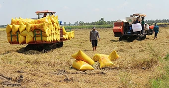 Gạo Việt đang 'bỏ rơi' thị trường thuế suất 0%?