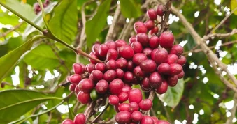 Giá cà phê hôm nay 10-6: Đồng loạt giảm, doanh nghiệp vẫn dè chừng