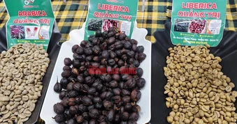 Giá cà phê hôm nay 12-4: Robusta thủng đáy, tương lai thế nào?