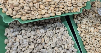 Giá cà phê hôm nay 14 - 5: Robusta tăng mạnh; doanh nghiệp Việt phát triển tại Lào