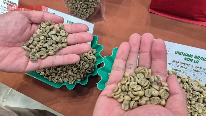 Giá cà phê hôm nay 24-5: Giải mã vùng trồng Arabica lớn nhất Việt Nam Giá cà phê hôm nay 24-5: Giải mã vùng trồng Arabica lớn nhất Việt Nam