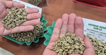 Giá cà phê hôm nay 24-5: Giải mã vùng trồng Arabica lớn nhất Việt Nam