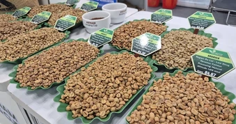 Giá cà phê hôm nay 26-3: Xuất hiện loại cà phê hơn 8 triệu đồng/kg