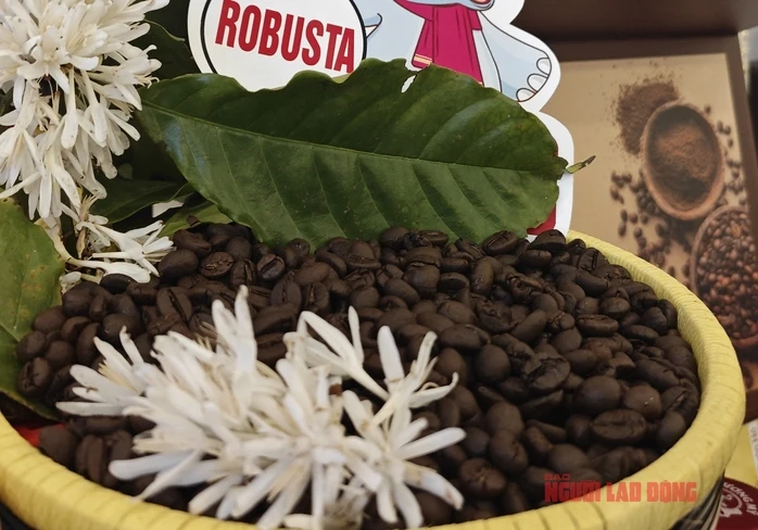Giá cà phê hôm nay 3 - 3: Robusta bùng nổ giữa xung đột Trung Đông Giá cà phê hôm nay 3 - 3: Robusta bùng nổ giữa xung đột Trung Đông