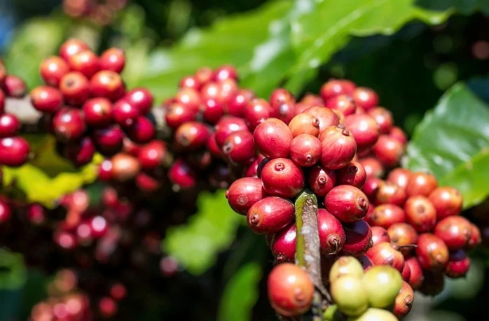 Giá cà phê hôm nay 3-4: Giảm đồng loạt, mốc 90.000 đồng/kg lung lay Giá cà phê hôm nay 3-4: Giảm đồng loạt, mốc 90.000 đồng/kg lung lay