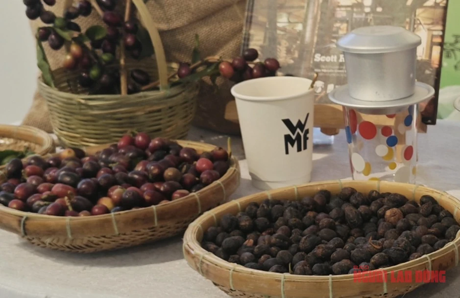Giá cà phê hôm nay 7-4: Arabica tăng giá, 20% vùng trồng có nguy cơ không phù hợp Giá cà phê hôm nay 7-4: Arabica tăng giá, 20% vùng trồng có nguy cơ không phù hợp