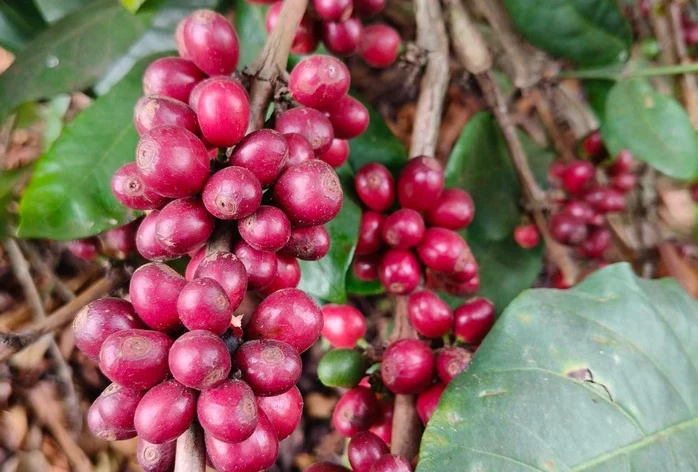 Giá cà phê hôm nay, 9-6: Robusta hồi phục, Arabica chưa tìm thấy đáy Giá cà phê hôm nay, 9-6: Robusta hồi phục, Arabica chưa tìm thấy đáy