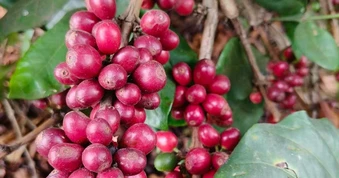 Giá cà phê hôm nay, 9-6: Robusta hồi phục, Arabica chưa tìm thấy đáy