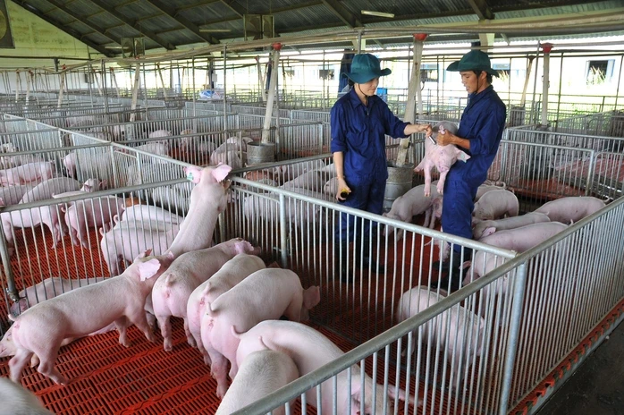 Giá heo hơi hôm nay, 11-3: Tiếp tục giảm mạnh tại các vùng miền Giá heo hơi hôm nay, 11-3: Tiếp tục giảm mạnh tại các vùng miền