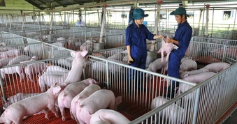 Giá heo hơi hôm nay, 11-3: Tiếp tục giảm mạnh tại các vùng miền