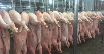 Giá heo hơi hôm nay, 17-5: Chợ đầu mối giảm đáng kể