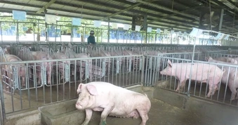 Giá heo hơi hôm nay, 25-3: Biến động bất ngờ giữa các vùng miền