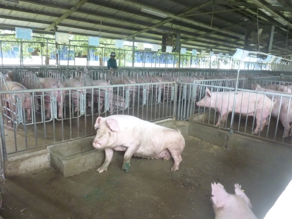 Giá heo hơi hôm nay, 26-2: Bất ngờ giá heo hơi miền Bắc Giá heo hơi hôm nay, 26-2: Bất ngờ giá heo hơi miền Bắc
